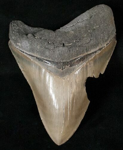 Serrated Megalodon Tooth - Beautiful Enamel #16227